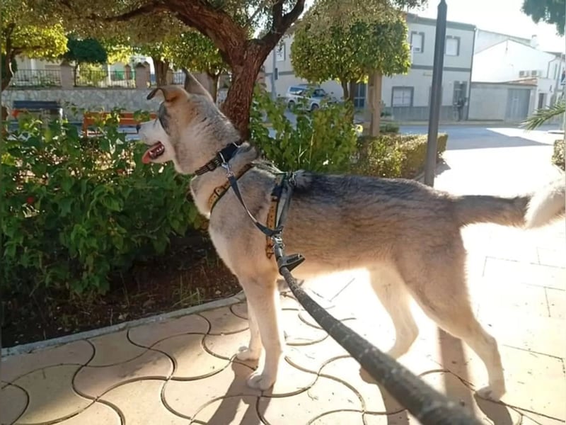 Lope - sanfter Riese im Husky-Look sucht sein großes Glück