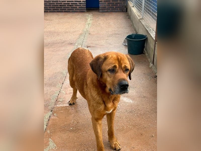 Tommy, ein großer Bär