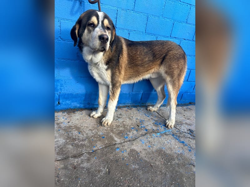 Brioche, ein großer sanfter Riese