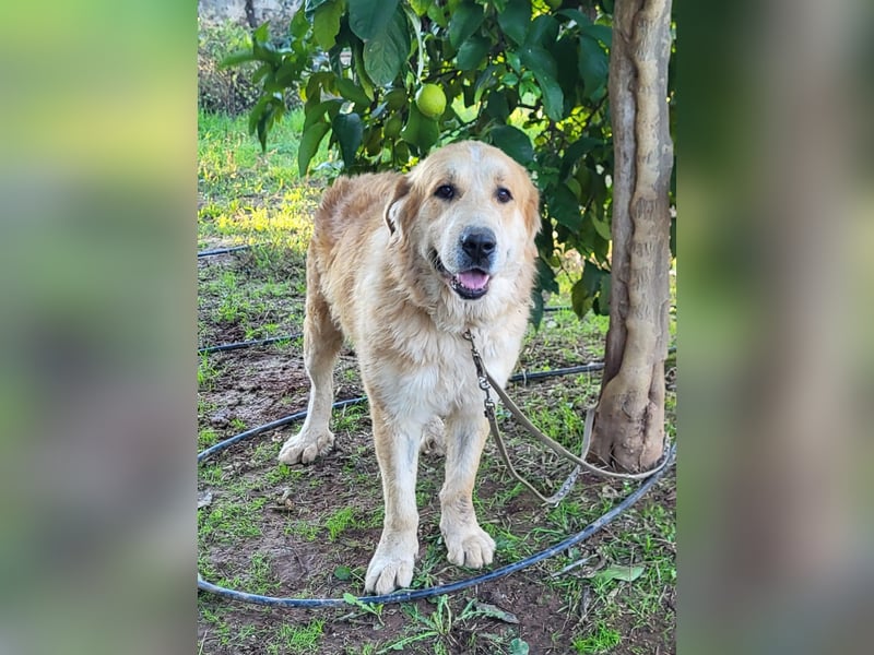 Leon, sucht ein ländliches Zuhause