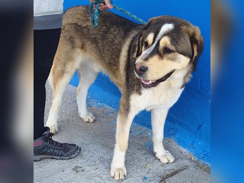 Brioche, ein sanfter Riese sucht sein Für-immer-Zuhause mit großem Körbchen