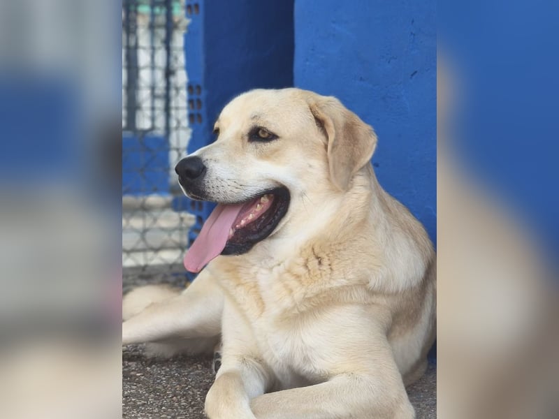 Dolce, ein großes Mädchen sucht ihr Für -immer Zuhause