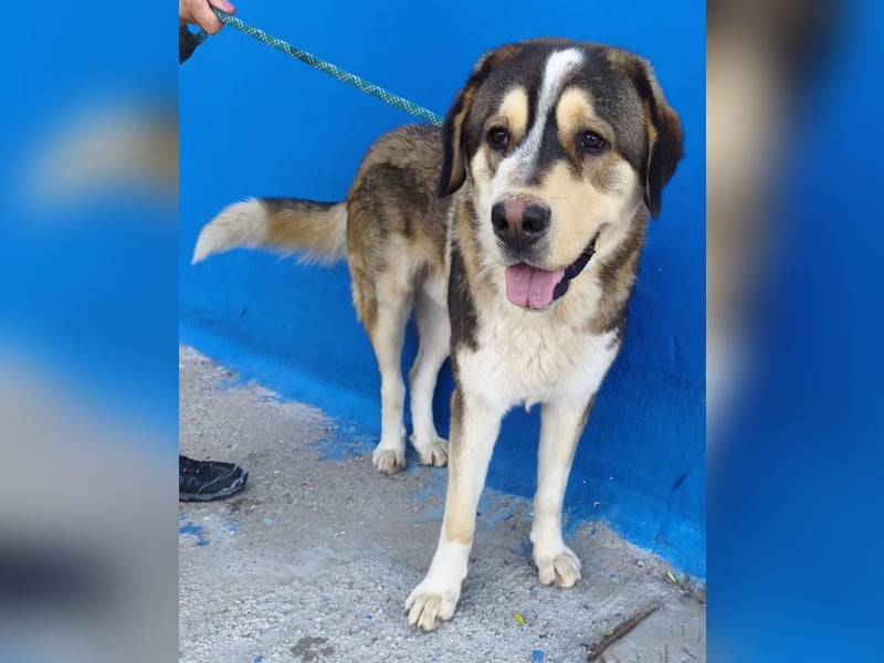 Brioche, ein sanfter Riese sucht sein Für-immer-Zuhause mit großem Körbchen