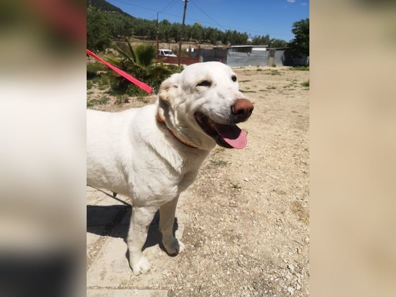 Niebla, unsere große zarte Eisbärin