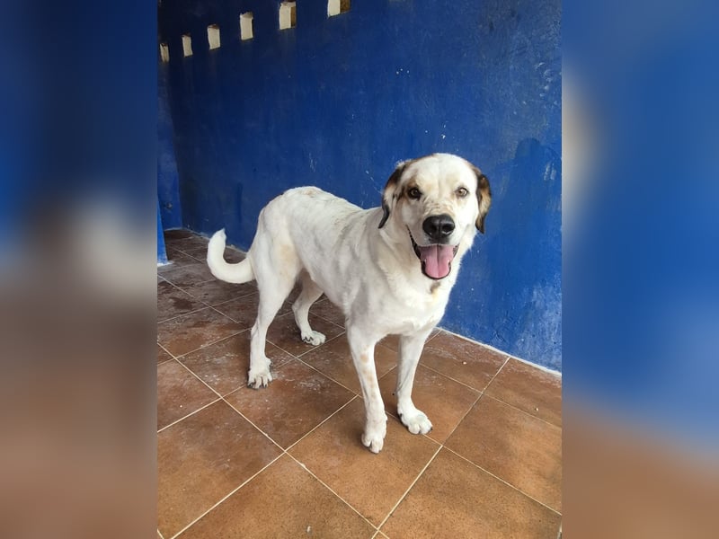 Maya, ein schüchternes großes Mädchen