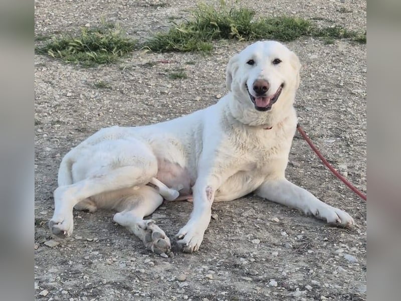 Niebla, unsere große zarte Eisbärin
