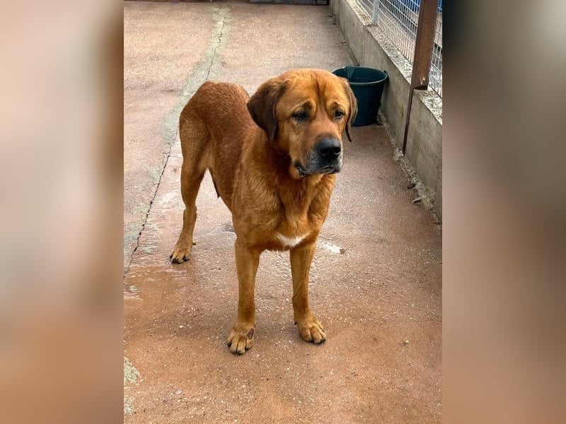 Tommy, ein großer Bär