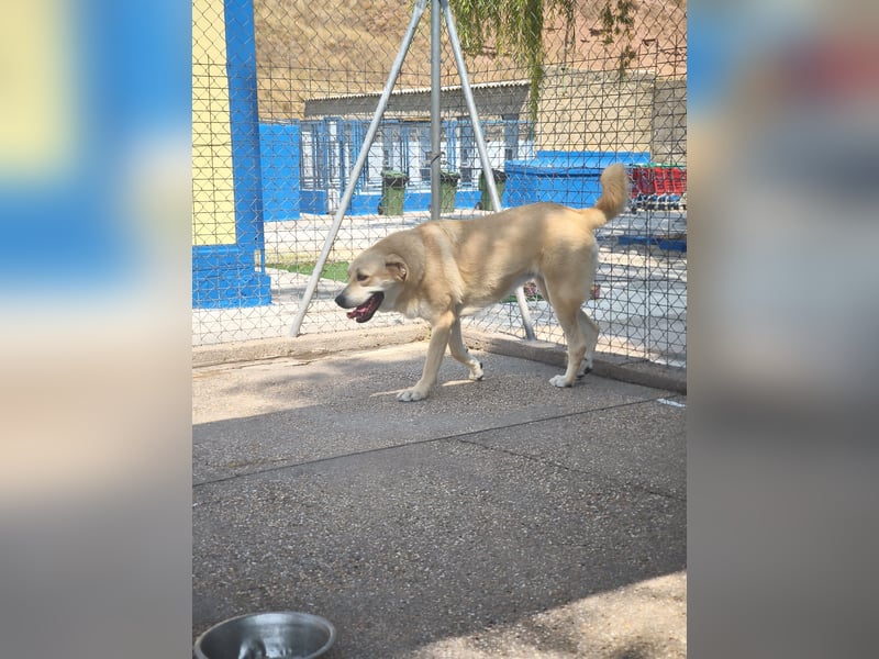 Dolce, ein großes Mädchen sucht ihr Für -immer Zuhause