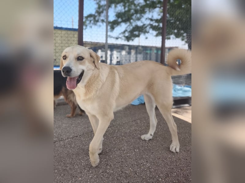 Dolce, ein großes Mädchen sucht ihr Für -immer Zuhause
