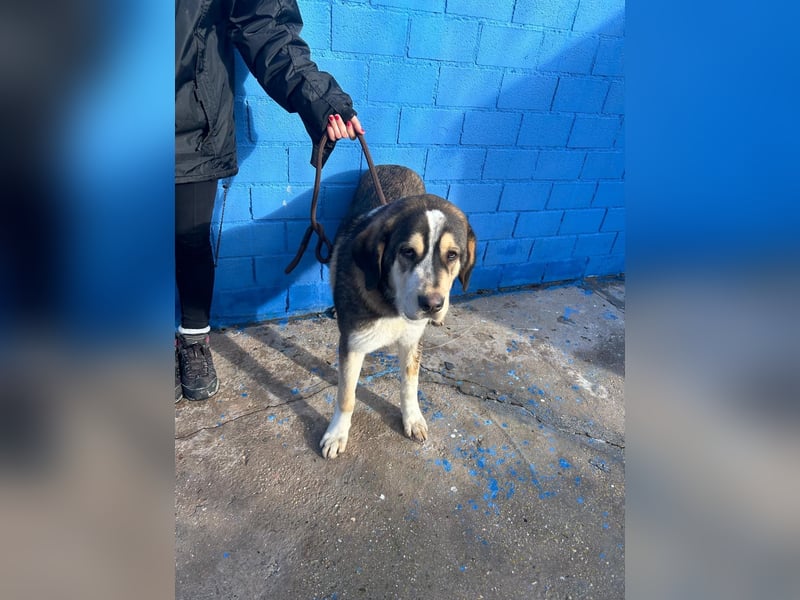 Brioche, ein großer sanfter Riese