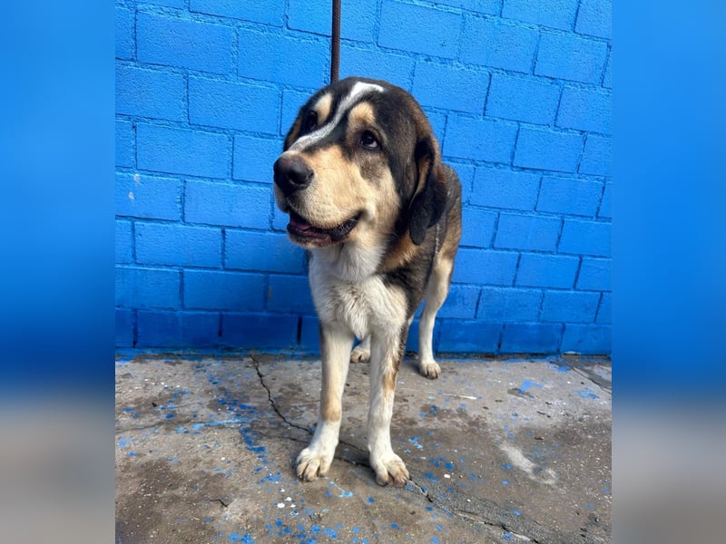 Brioche, ein großer sanfter Riese