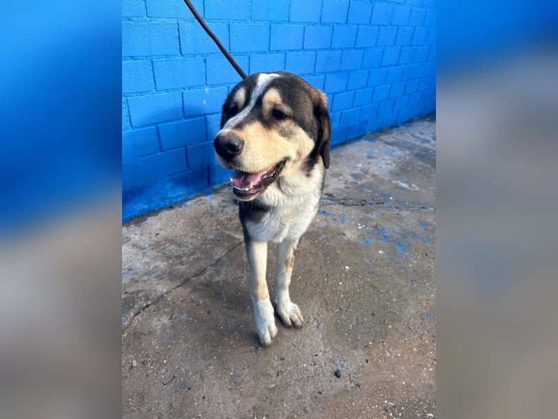 Brioche, ein großer sanfter Riese