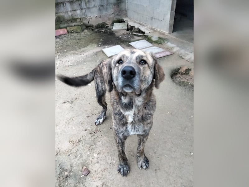 Dino, freundlich und sehr sozial