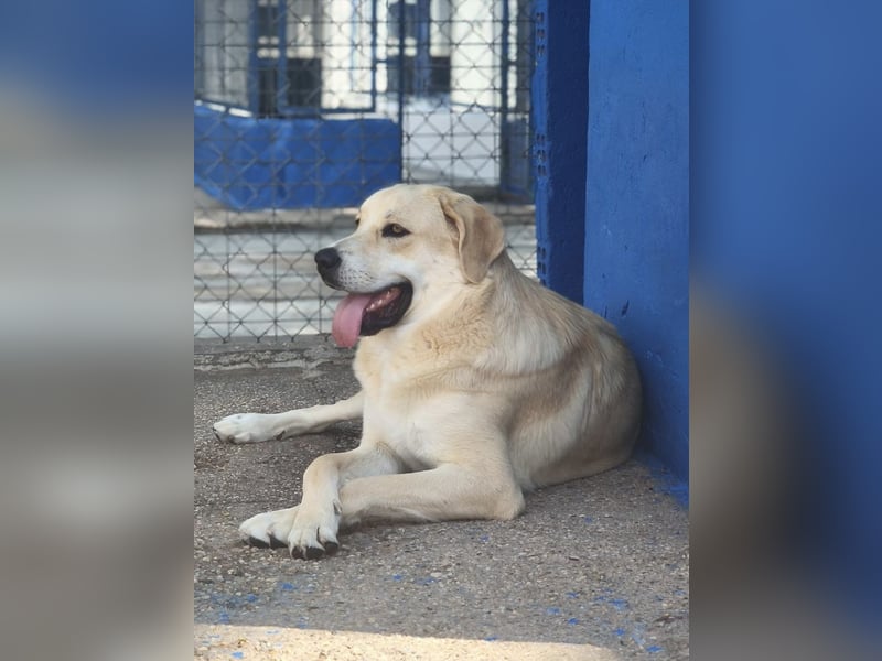 Dolce, ein großes Mädchen sucht ihr Für -immer Zuhause