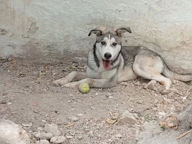 Lope - sanfter Riese im Husky-Look sucht sein großes Glück