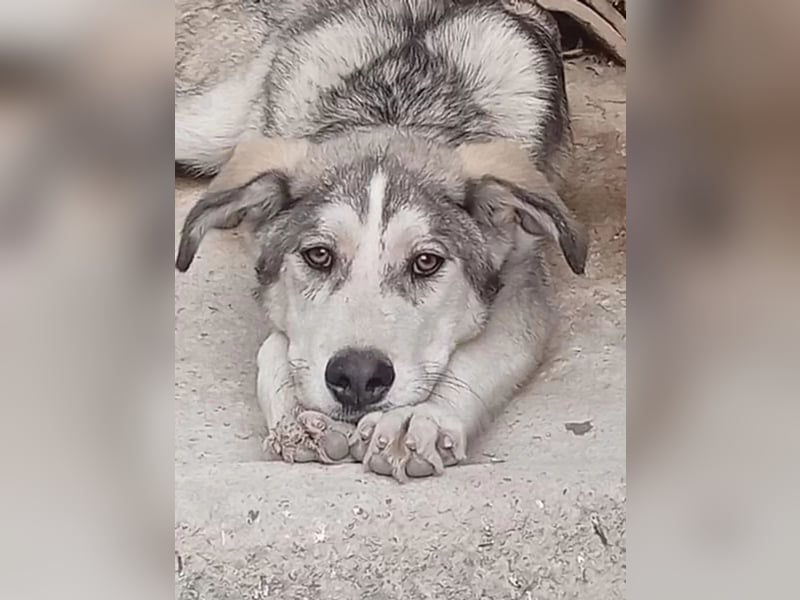 Lope - sanfter Riese im Husky-Look sucht sein großes Glück