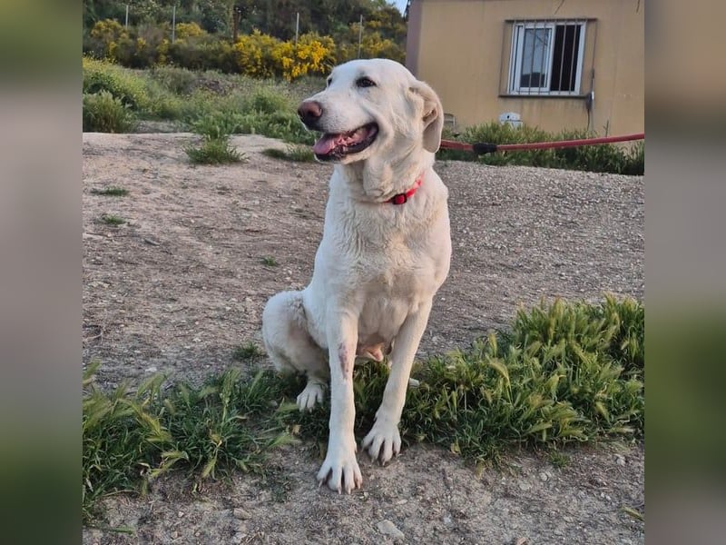 Niebla, unsere große zarte Eisbärin
