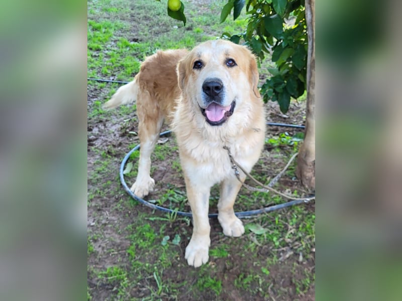 Leon, sucht ein ländliches Zuhause