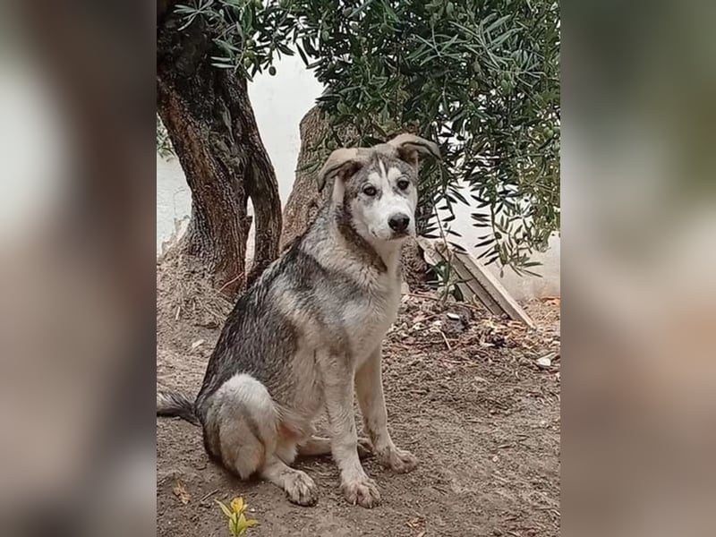 Lope - sanfter Riese im Husky-Look sucht sein großes Glück