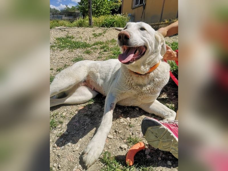 Niebla, unsere große zarte Eisbärin