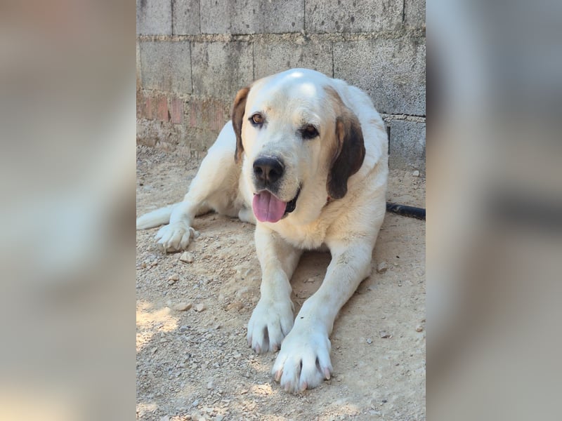 Pepe - ein sanfter Riese sucht sein Zuhause
