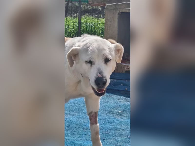 Dulce, findet kleine Hunde super