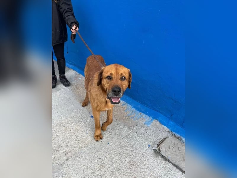Tommy, brauchst große Hundekumpels