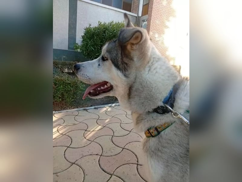 Lope - sanfter Riese im Husky-Look sucht sein großes Glück