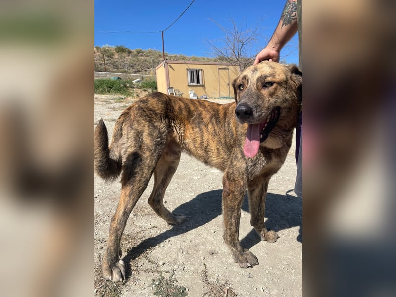 Dino, ein gestromter toller Bube