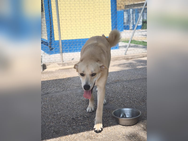 Dolce, ein großes Mädchen sucht ihr Für -immer Zuhause