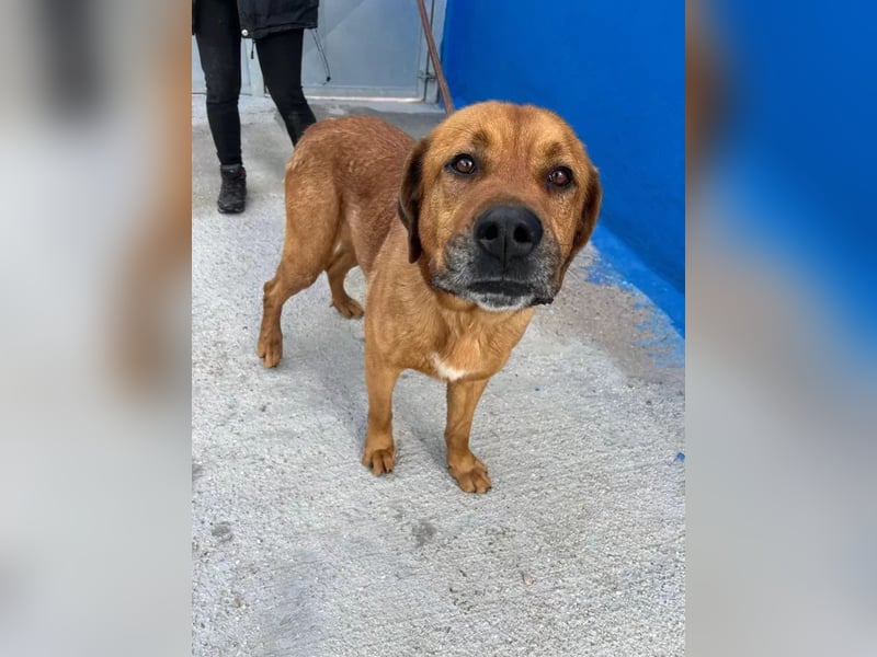 Tommy, brauchst große Hundekumpels