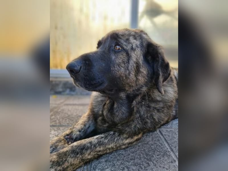 Ness, hofft dass er nochmal Glück hat