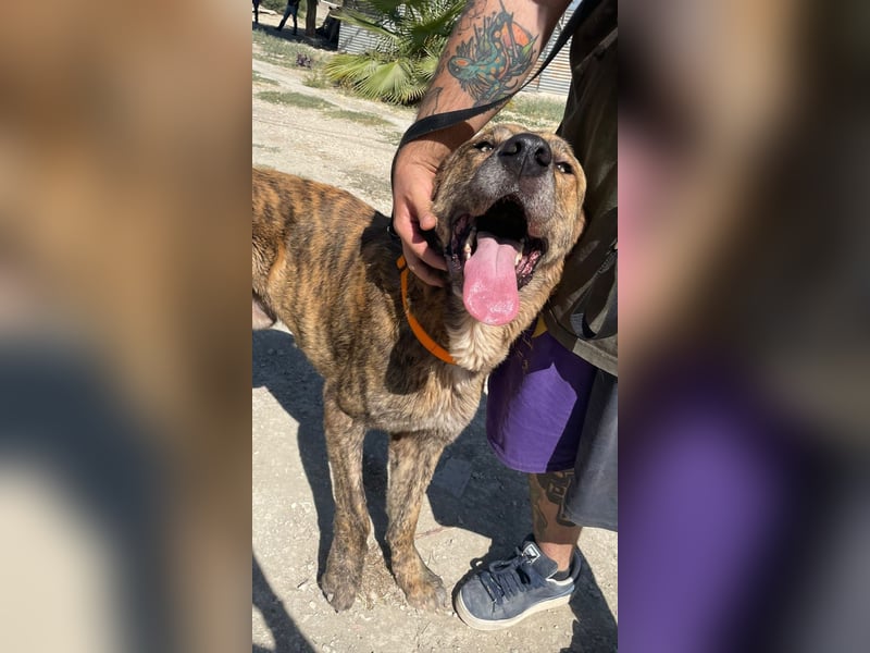 Dino, ein gestromter toller Bube