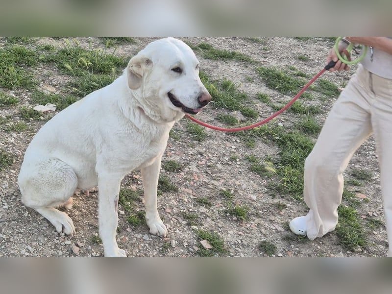 Niebla, unsere große zarte Eisbärin