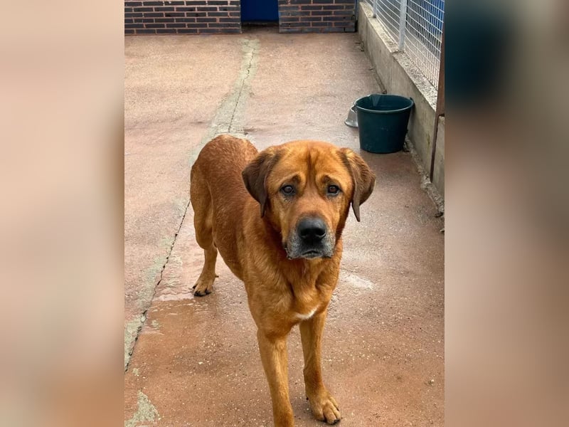 Tommy, brauchst große Hundekumpels
