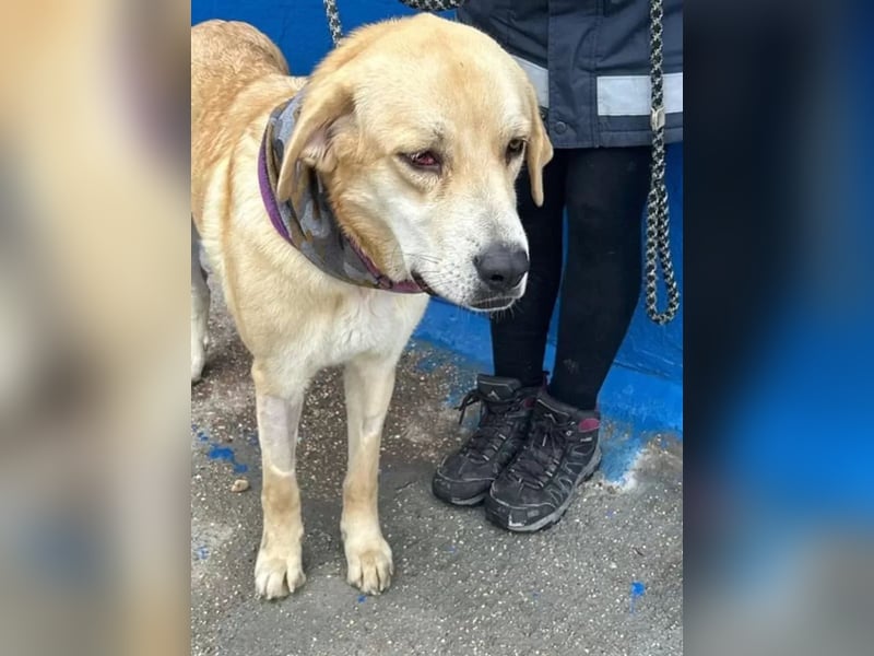 Dolce, ein großes Mädchen sucht ihr Für -immer Zuhause