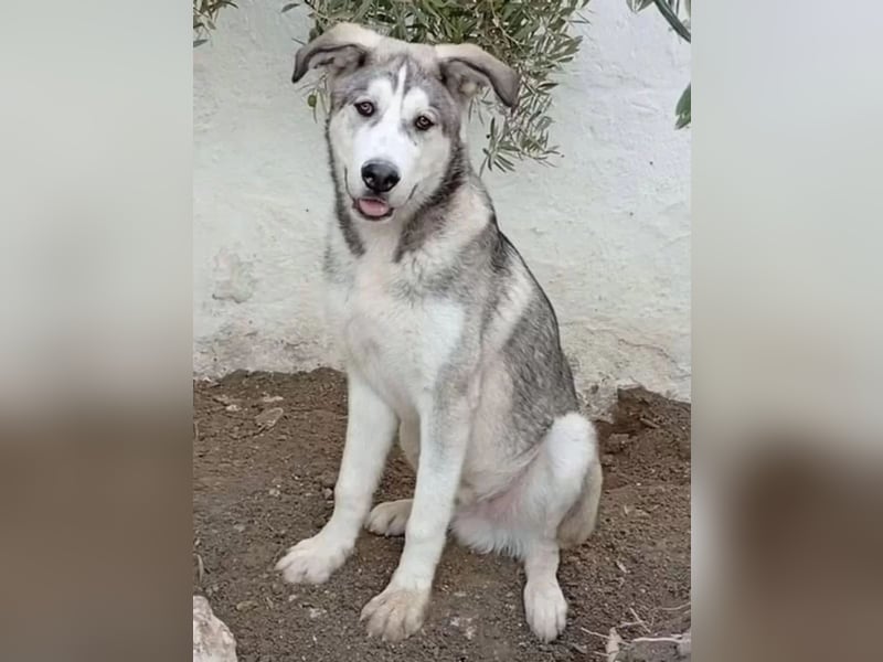 Lope - sanfter Riese im Husky-Look sucht sein großes Glück