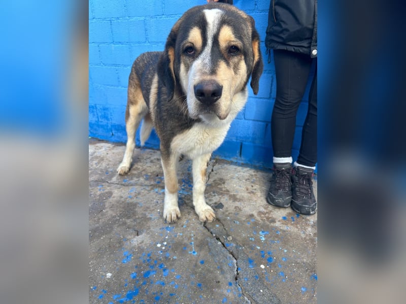 Brioche, ein großer sanfter Riese