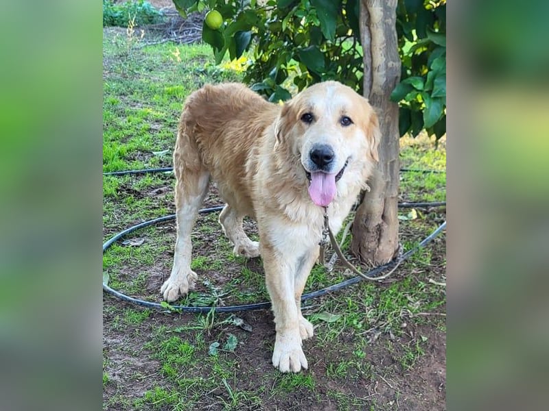 Leon, ein großer sanfter Bär