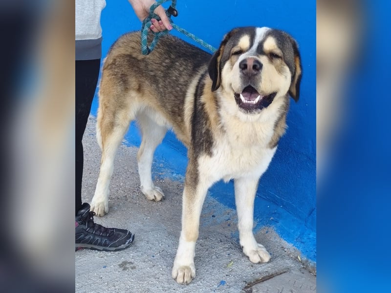 Brioche, ein sanfter Riese sucht sein Für-immer-Zuhause mit großem Körbchen
