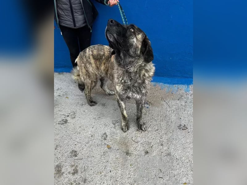 India, ein großes freundliches Mädchen