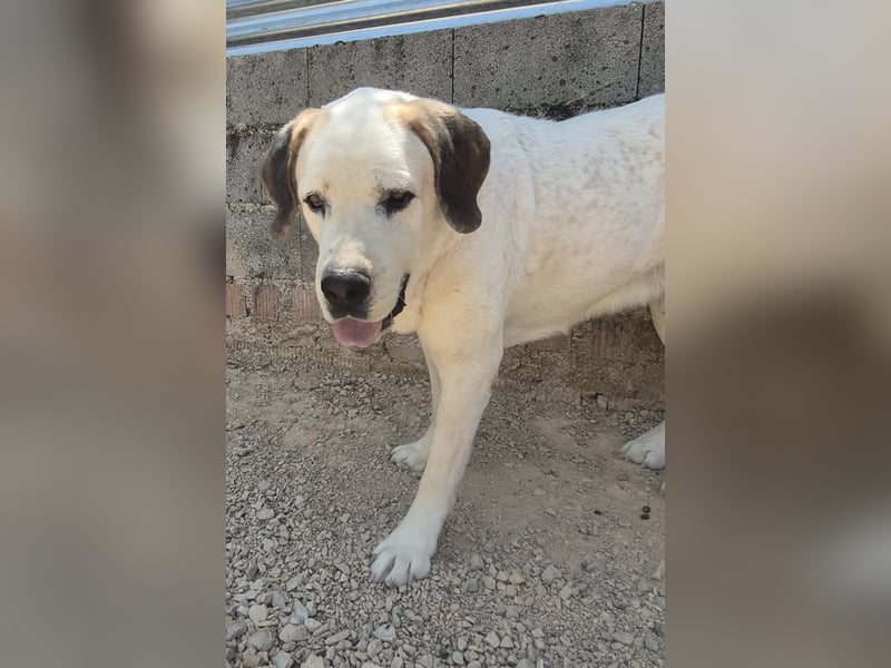Pepe - ein sanfter Riese sucht sein Zuhause