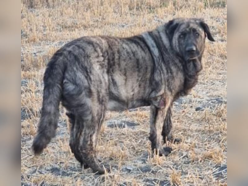 Ness, hofft dass er nochmal Glück hat