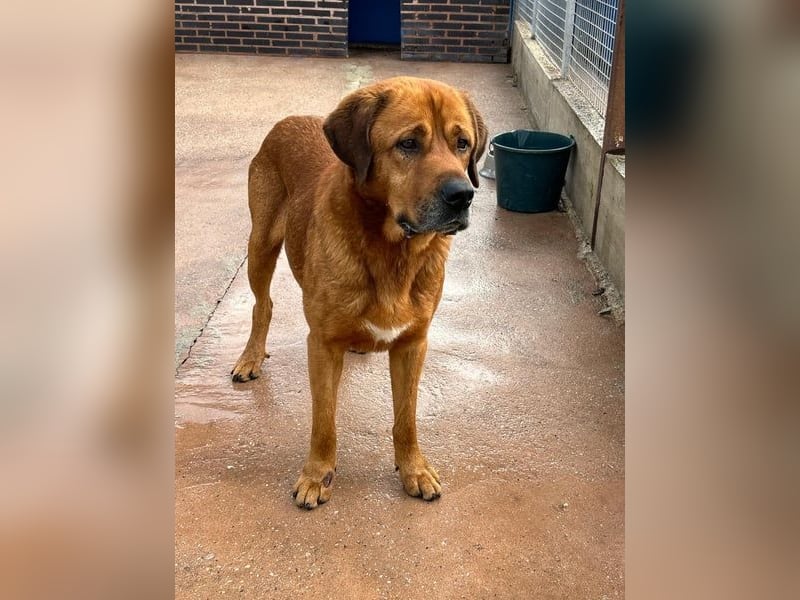 Tommy, ein großer Bär