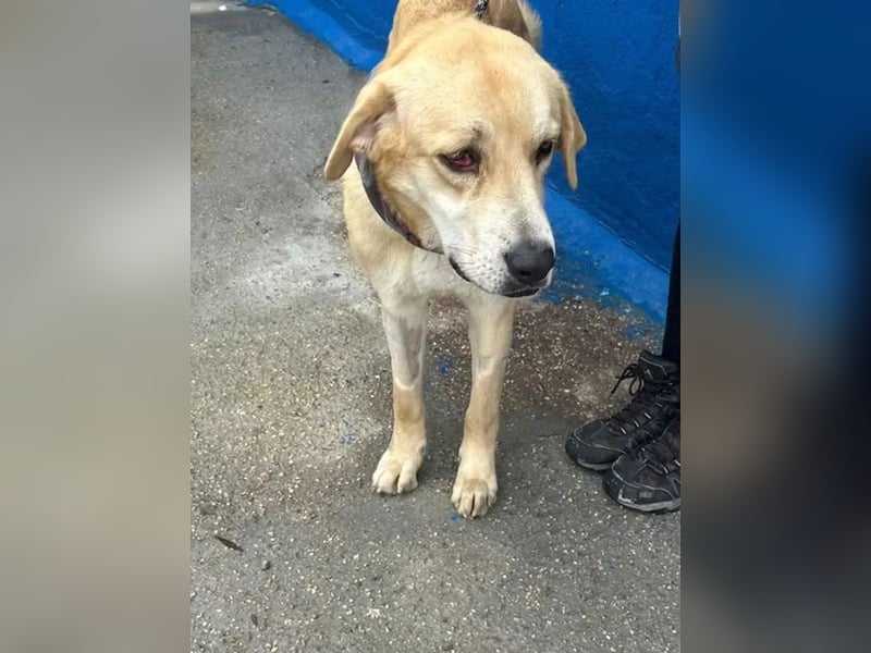 Dolce, ein großes Mädchen sucht ihr Für -immer Zuhause