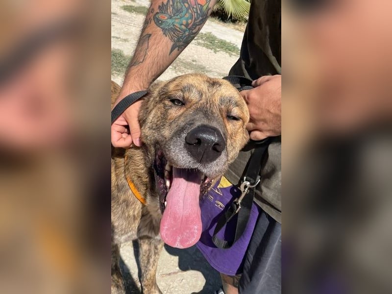 Dino, freundlich und sehr sozial