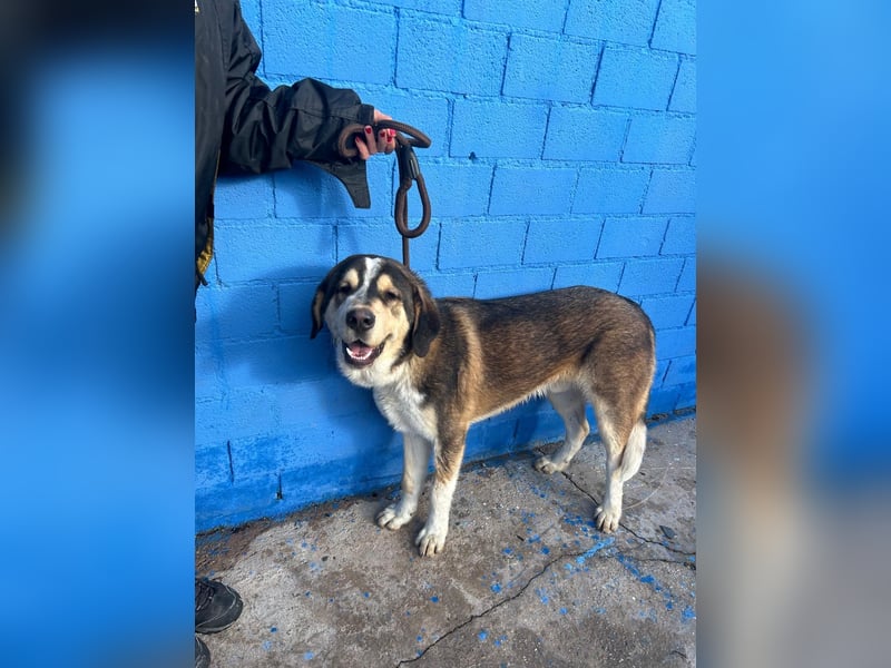 Brioche, ein großer sanfter Riese