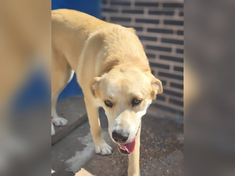 Dolce, ein großes Mädchen sucht ihr Für -immer Zuhause