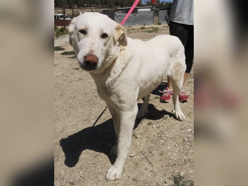 Niebla, unsere große zarte Eisbärin