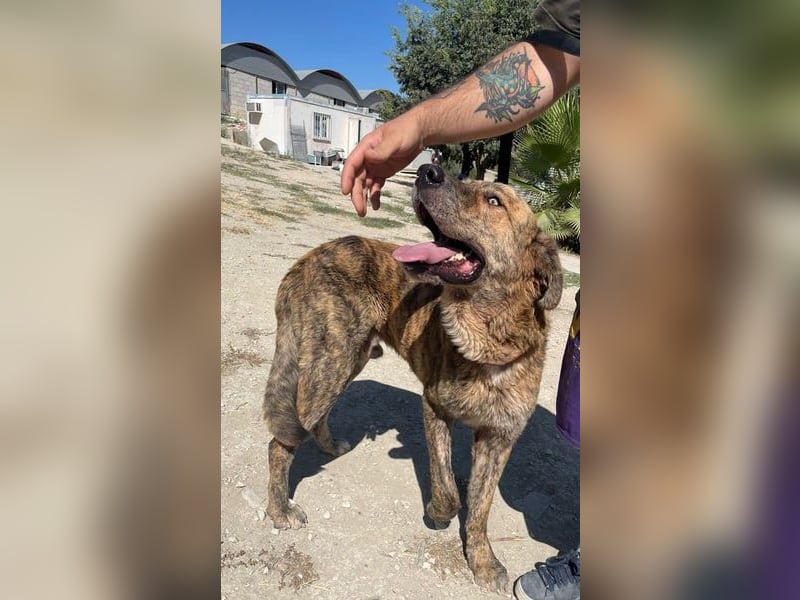 Dino, freundlich und sehr sozial